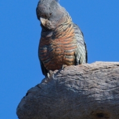 Callocephalon fimbriatum (Gang-gang Cockatoo) at Symonston, ACT - 26 Sep 2019 by Marthijn