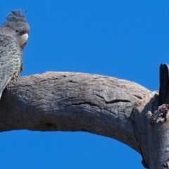 Callocephalon fimbriatum at Symonston, ACT - suppressed