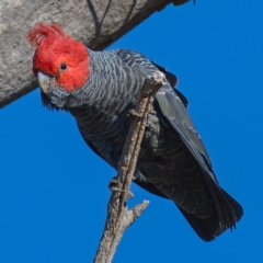 Callocephalon fimbriatum at Symonston, ACT - suppressed