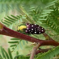 Diphucrania leucosticta (White-flecked acacia jewel beetle) at Theodore, ACT - 11 Dec 2018 by owenh