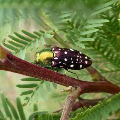 Diphucrania leucosticta (White-flecked acacia jewel beetle) at Theodore, ACT - 11 Dec 2018 by owenh