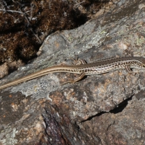 Ctenotus orientalis at Theodore, ACT - 26 Mar 2019