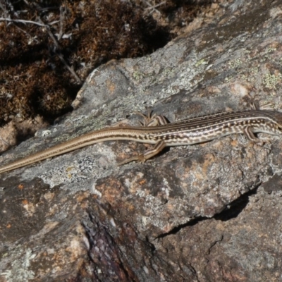 Ctenotus orientalis (Oriental Striped-skink) at Theodore, ACT - 26 Mar 2019 by Owen