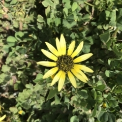 Arctotheca calendula (Capeweed, Cape Dandelion) at Griffith, ACT - 27 Sep 2019 by ianandlibby1