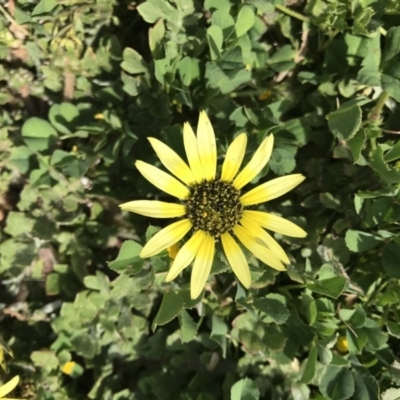 Arctotheca calendula (Capeweed, Cape Dandelion) at Griffith, ACT - 27 Sep 2019 by ianandlibby1