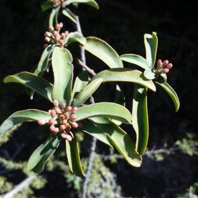 Philotheca myoporoides (Long-leaf Wax-Flower) at Michelago, NSW - 25 Sep 2019 by Poidr