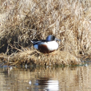 Spatula clypeata at Fyshwick, ACT - 13 Sep 2019