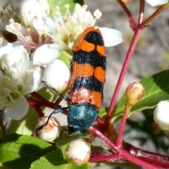 Castiarina crenata (Jewel beetle) at Theodore, ACT - 11 Nov 2018 by owenh