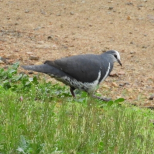 Leucosarcia melanoleuca at Burrinjuck, NSW - 21 Sep 2019