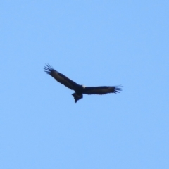 Aquila audax (Wedge-tailed Eagle) at Burrinjuck, NSW - 22 Sep 2019 by MatthewFrawley