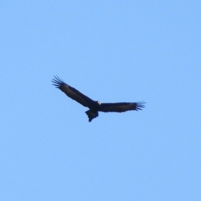 Aquila audax (Wedge-tailed Eagle) at Burrinjuck, NSW - 22 Sep 2019 by MatthewFrawley