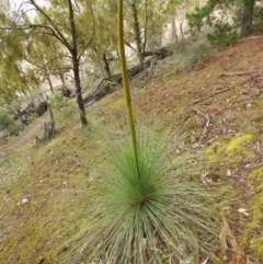 Xanthorrhoea glauca subsp. angustifolia (Grey Grass-tree) at Burrinjuck, NSW - 21 Sep 2019 by MatthewFrawley