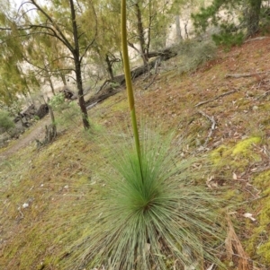 Xanthorrhoea australis at Burrinjuck, NSW - 21 Sep 2019