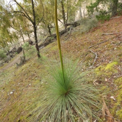 Xanthorrhoea australis (Austral Grass Tree, Kangaroo Tails) at Burrinjuck, NSW - 21 Sep 2019 by MatthewFrawley