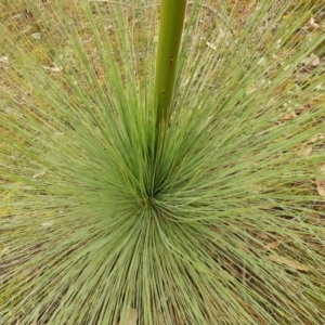 Xanthorrhoea australis at Burrinjuck, NSW - 21 Sep 2019