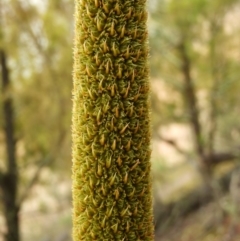 Xanthorrhoea australis at Burrinjuck, NSW - 21 Sep 2019