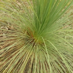 Xanthorrhoea australis at Burrinjuck, NSW - 21 Sep 2019