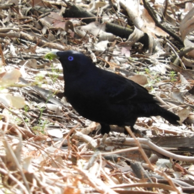 Ptilonorhynchus violaceus (Satin Bowerbird) at Burrinjuck, NSW - 22 Sep 2019 by MatthewFrawley