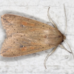 Mythimna (Pseudaletia) convecta at Ainslie, ACT - 26 Sep 2019