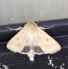 Mythimna (Pseudaletia) convecta at Ainslie, ACT - 26 Sep 2019