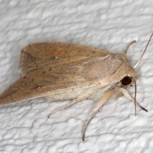 Mythimna (Pseudaletia) convecta at Ainslie, ACT - 26 Sep 2019