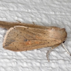 Mythimna (Pseudaletia) convecta at Ainslie, ACT - 26 Sep 2019