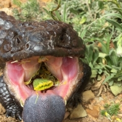 Tiliqua rugosa (Shingleback Lizard) at Gang Gang at Yass River - 22 Sep 2019 by SueMcIntyre