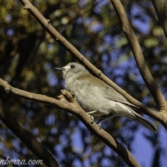 Colluricincla harmonica (Grey Shrikethrush) at Hall, ACT - 14 Sep 2019 by BIrdsinCanberra