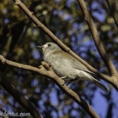 Colluricincla harmonica at Hall, ACT - 15 Sep 2019 07:07 AM