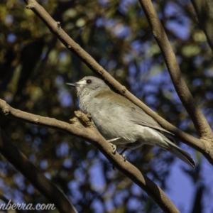 Colluricincla harmonica at Hall, ACT - 15 Sep 2019 07:07 AM