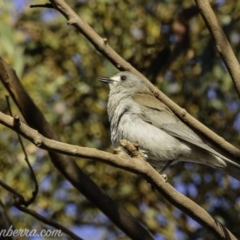 Colluricincla harmonica at Hall, ACT - 15 Sep 2019 07:07 AM