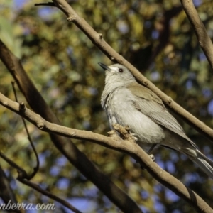 Colluricincla harmonica at Hall, ACT - 15 Sep 2019 07:07 AM