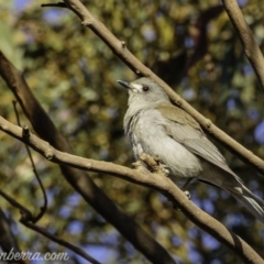 Colluricincla harmonica at Hall, ACT - 15 Sep 2019 07:07 AM