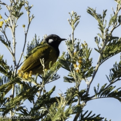 Nesoptilotis leucotis (White-eared Honeyeater) at Hall, ACT - 14 Sep 2019 by BIrdsinCanberra