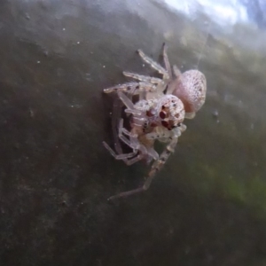 Opisthoncus grassator at Acton, ACT - 22 Sep 2019 10:22 AM