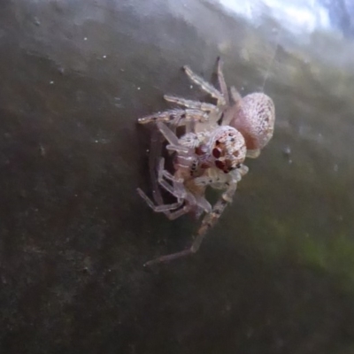 Opisthoncus grassator (Jumping spider) at ANBG - 22 Sep 2019 by Christine