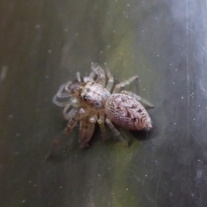 Opisthoncus grassator at Acton, ACT - 22 Sep 2019