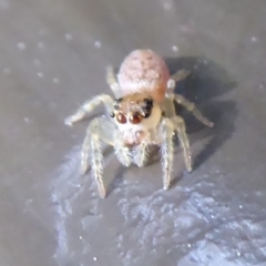 Opisthoncus grassator at Acton, ACT - 22 Sep 2019