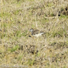 Stizoptera bichenovii (Double-barred Finch) at Hall, ACT - 14 Sep 2019 by BIrdsinCanberra