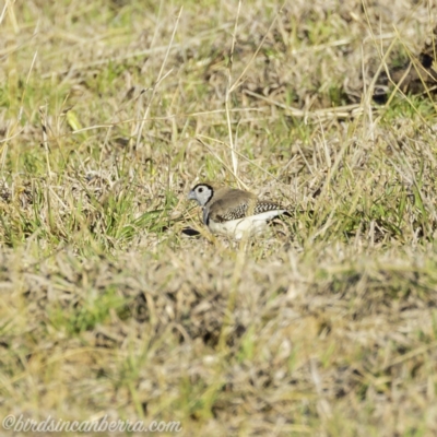Stizoptera bichenovii (Double-barred Finch) at Hall, ACT - 15 Sep 2019 by JonSteinbeck