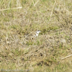 Stizoptera bichenovii at Hall, ACT - 15 Sep 2019