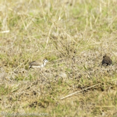 Stizoptera bichenovii at Hall, ACT - 15 Sep 2019