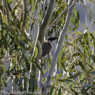 Philemon corniculatus (Noisy Friarbird) at Hall, ACT - 15 Sep 2019 by JonSteinbeck