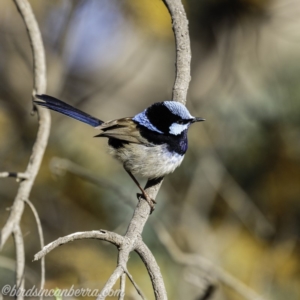 Malurus cyaneus at Hall, ACT - 15 Sep 2019 08:07 AM