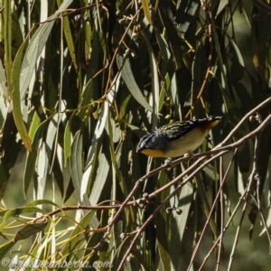 Pardalotus punctatus at Hall, ACT - 15 Sep 2019 08:12 AM