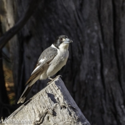 Cracticus torquatus (Grey Butcherbird) at Hall, ACT - 15 Sep 2019 by BIrdsinCanberra