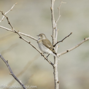 Epthianura albifrons at Molonglo Valley, ACT - 15 Sep 2019