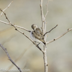 Epthianura albifrons at Molonglo Valley, ACT - 15 Sep 2019