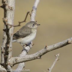 Epthianura albifrons at Molonglo Valley, ACT - 15 Sep 2019 08:54 AM