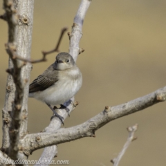 Epthianura albifrons at Molonglo Valley, ACT - 15 Sep 2019